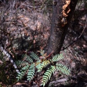 Acacia rubida at Captains Flat, NSW - 12 Mar 2018