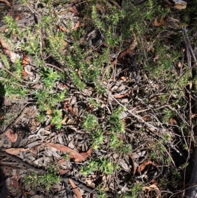 Melichrus urceolatus (Urn Heath) at QPRC LGA - 12 Mar 2018 by alex_watt