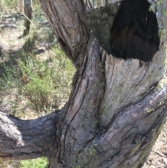 Eucalyptus dives (Broad-leaved Peppermint) at QPRC LGA - 12 Mar 2018 by alex_watt