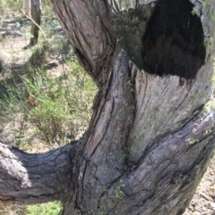 Eucalyptus dives (Broad-leaved Peppermint) at Captains Flat, NSW - 12 Mar 2018 by alex_watt