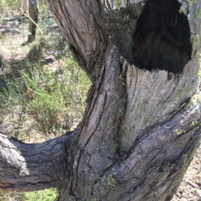 Eucalyptus dives (Broad-leaved Peppermint) at Captains Flat, NSW - 12 Mar 2018 by alexwatt