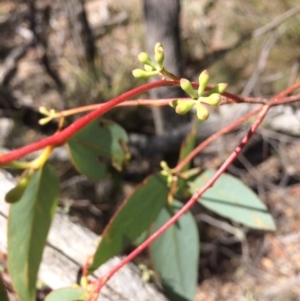 Eucalyptus dives at Captains Flat, NSW - 12 Mar 2018