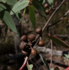 Eucalyptus dives at Captains Flat, NSW - 12 Mar 2018