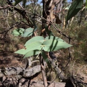 Eucalyptus dives at Captains Flat, NSW - 12 Mar 2018 11:40 AM