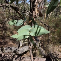 Eucalyptus dives at Captains Flat, NSW - 12 Mar 2018