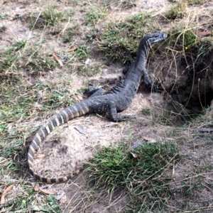 Varanus rosenbergi at Rendezvous Creek, ACT - 16 Mar 2018