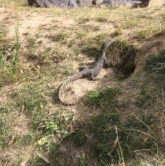 Varanus rosenbergi at Rendezvous Creek, ACT - 16 Mar 2018