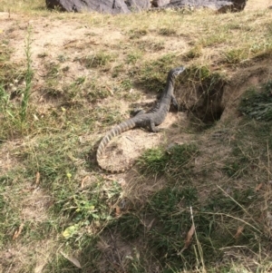 Varanus rosenbergi at Rendezvous Creek, ACT - 16 Mar 2018