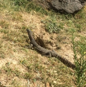 Varanus rosenbergi at Rendezvous Creek, ACT - 16 Mar 2018