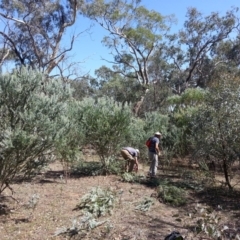 Acacia cultriformis (Knife Leaf Wattle) at Mount Majura - 20 Mar 2018 by waltraud