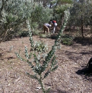 Acacia cultriformis at Majura, ACT - 20 Mar 2018