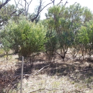 Acacia cultriformis at Majura, ACT - 20 Mar 2018