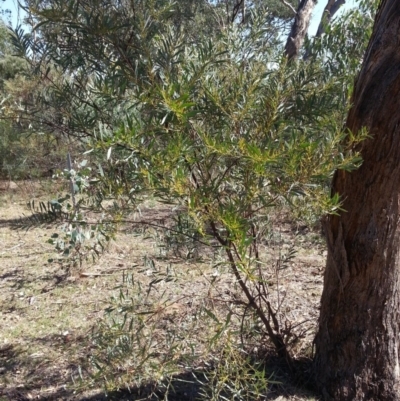 Acacia rubida (Red-stemmed Wattle, Red-leaved Wattle) at Mount Majura - 20 Mar 2018 by waltraud
