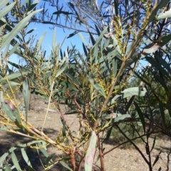 Acacia rubida at Majura, ACT - 20 Mar 2018