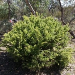 Grevillea sp. (Grevillea) at Mount Majura - 20 Mar 2018 by waltraud