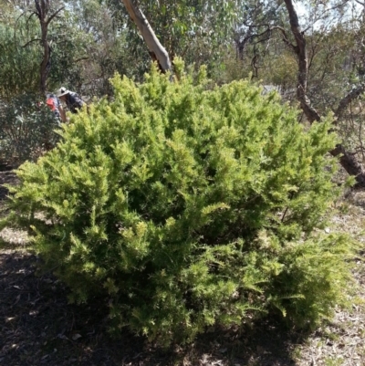 Grevillea sp. (Grevillea) at Majura, ACT - 20 Mar 2018 by waltraud