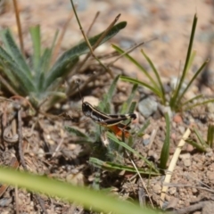 Macrotona australis (Common Macrotona Grasshopper) at QPRC LGA - 9 Feb 2018 by natureguy
