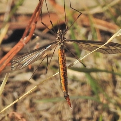Ptilogyna sp. (genus) (A crane fly) at Jerrabomberra, ACT - 20 Mar 2018 by JohnBundock