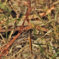 Ptilogyna sp. (genus) at Jerrabomberra, ACT - 20 Mar 2018