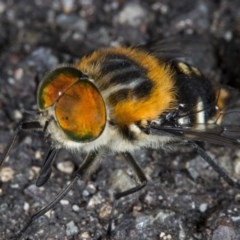 Scaptia sp. (genus) (March fly) at Acton, ACT - 23 Nov 2017 by DerekC