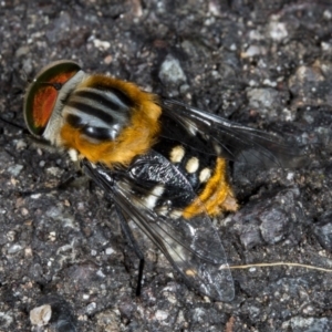 Scaptia sp. (genus) at Acton, ACT - 24 Nov 2017 08:13 AM