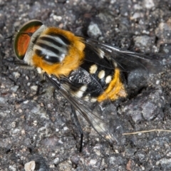 Scaptia sp. (genus) at Acton, ACT - 24 Nov 2017 08:13 AM