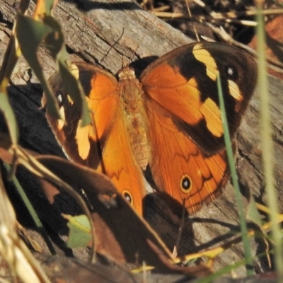 Heteronympha merope (Common Brown Butterfly) at Jerrabomberra, ACT - 19 Mar 2018 by JohnBundock