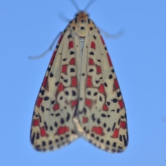 Utetheisa pulchelloides (Heliotrope Moth) at QPRC LGA - 18 Mar 2018 by natureguy