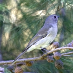 Pachycephala pectoralis (Golden Whistler) at ANBG - 19 Mar 2018 by jbromilow50