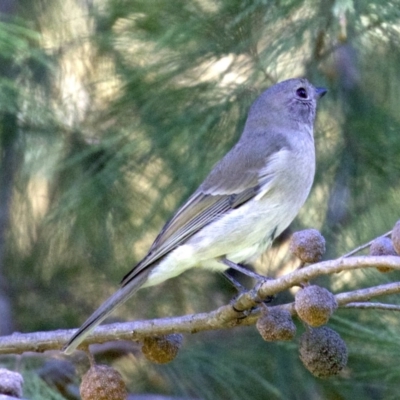 Pachycephala pectoralis (Golden Whistler) at Acton, ACT - 19 Mar 2018 by jbromilow50