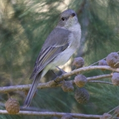 Pachycephala pectoralis at Acton, ACT - 19 Mar 2018