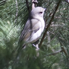 Pachycephala pectoralis at Acton, ACT - 19 Mar 2018