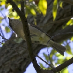 Pachycephala pectoralis at Acton, ACT - 19 Mar 2018