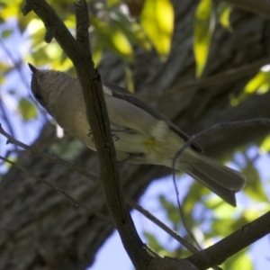 Pachycephala pectoralis at Acton, ACT - 19 Mar 2018 11:55 AM