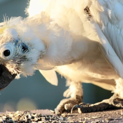 Cacatua galerita (Sulphur-crested Cockatoo) at Aranda, ACT - 25 Dec 2016 by jaf