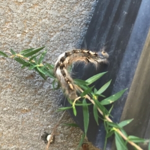 Porela cinerea at Hughes, ACT - 20 Mar 2018 12:00 AM