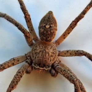 Neosparassus calligaster at Molonglo Valley, ACT - 20 Mar 2018