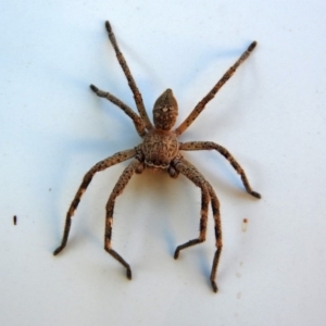 Neosparassus calligaster at Molonglo Valley, ACT - 20 Mar 2018