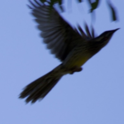 Anthochaera carunculata (Red Wattlebird) at Acton, ACT - 19 Mar 2018 by jb2602