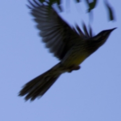 Anthochaera carunculata (Red Wattlebird) at Acton, ACT - 19 Mar 2018 by jbromilow50