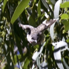 Anthochaera carunculata at Acton, ACT - 19 Mar 2018