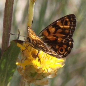 Oreixenica orichora at Cotter River, ACT - 17 Mar 2018