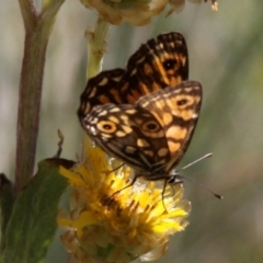 Oreixenica orichora at Cotter River, ACT - 17 Mar 2018