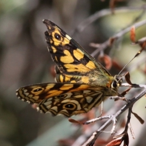 Oreixenica latialis at Cotter River, ACT - suppressed