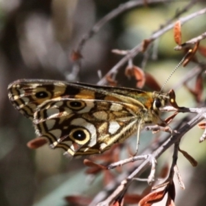 Oreixenica latialis at Cotter River, ACT - 17 Mar 2018