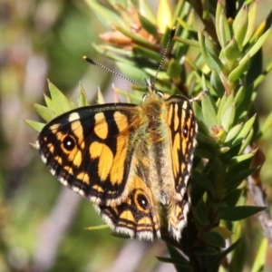 Oreixenica lathoniella at Cotter River, ACT - 17 Mar 2018