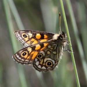 Oreixenica latialis at Cotter River, ACT - 17 Mar 2018