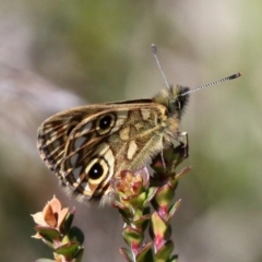 Oreixenica latialis at Cotter River, ACT - 17 Mar 2018