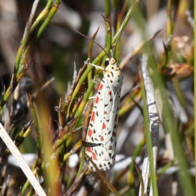 Utetheisa pulchelloides (Heliotrope Moth) at Cotter River, ACT - 17 Mar 2018 by HarveyPerkins