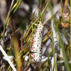 Utetheisa pulchelloides (Heliotrope Moth) at Namadgi National Park - 17 Mar 2018 by HarveyPerkins
